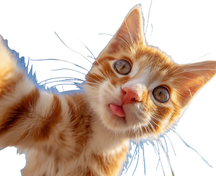 Orange Kitten Licking Vinyl Car Decal Sticker – Waterproof & UV-Resistant 3.3066666666666666"