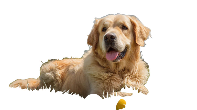 Happy Golden Retriever V42 Vinyl Car Decal Sticker – Waterproof & UV-Resistant 2.72"