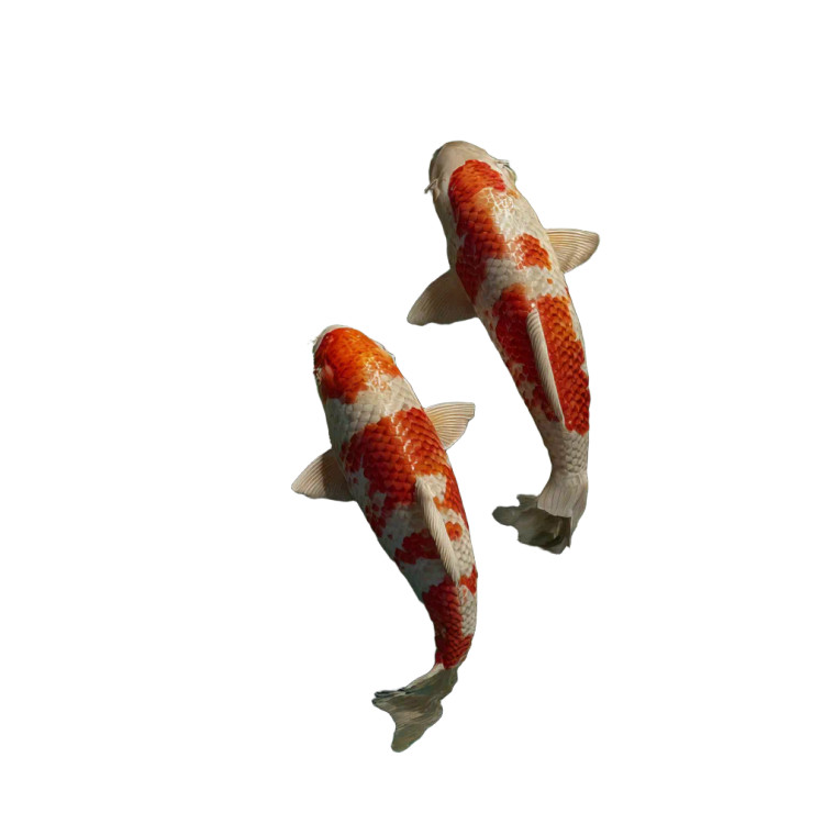 Luxury Koi Fish Vinyl Car Decal Sticker – Waterproof & UV-Resistant 3.4133333333333336"