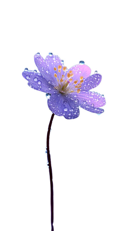 Fantasy Flower V3 Vinyl Car Decal Sticker – Waterproof & UV-Resistant 4.96"