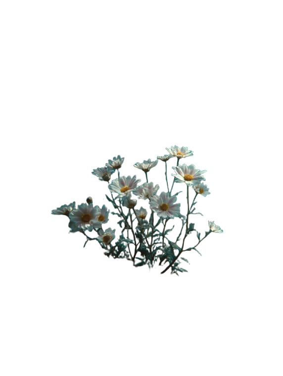 Ocean Floor Daisy Vinyl Car Decal Sticker – Waterproof & UV-Resistant 8.213333333333333"