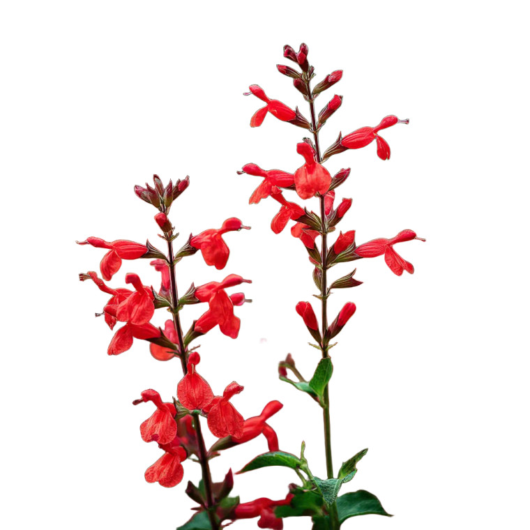 Vibrant Red Salvia Vinyl Car Decal Sticker – Waterproof & UV-Resistant 3.4133333333333336"