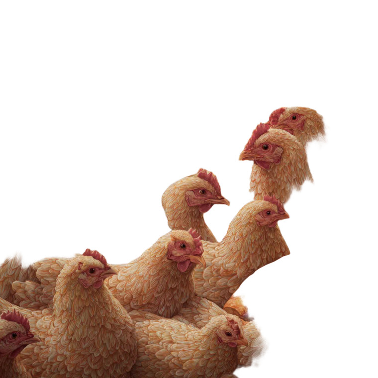 Chickens Eating Pizza Vinyl Car Decal Sticker – Waterproof & UV-Resistant 3.4133333333333336"