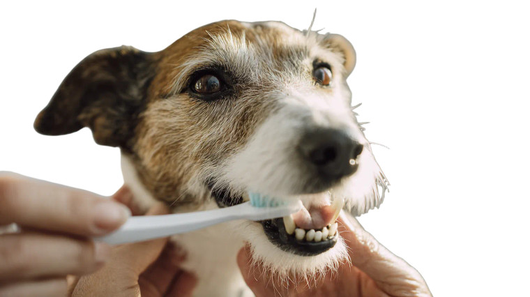 Dog Dental Care Vinyl Car Decal Sticker – Waterproof & UV-Resistant 2.72"