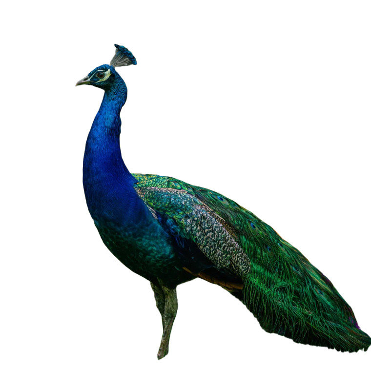 Peacock On Lawn Vinyl Car Decal Sticker – Waterproof & UV-Resistant 3.4133333333333336"