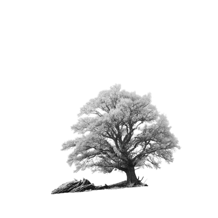 German Oak Tree Vinyl Car Decal Sticker – Waterproof & UV-Resistant 6.826666666666667"