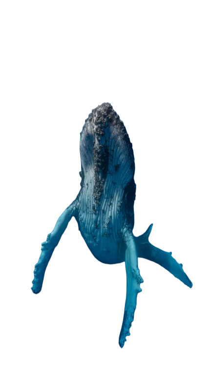 Oceanic Whale Vinyl Car Decal Sticker – Waterproof & UV-Resistant 9.706666666666667"