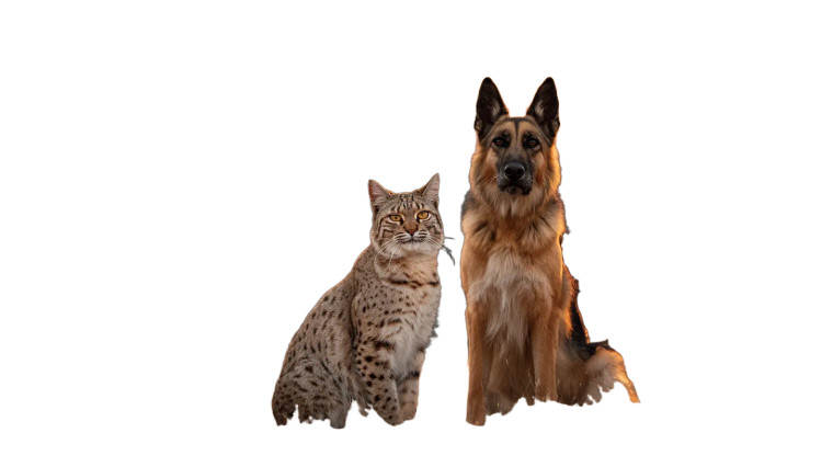Bobcat And German Shepherd Vinyl Car Decal Sticker – Waterproof & UV-Resistant 2.72"