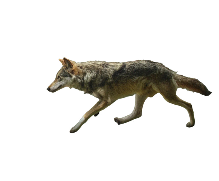 Running Wolf V10 Vinyl Car Decal Sticker – Waterproof & UV-Resistant 6.613333333333333"