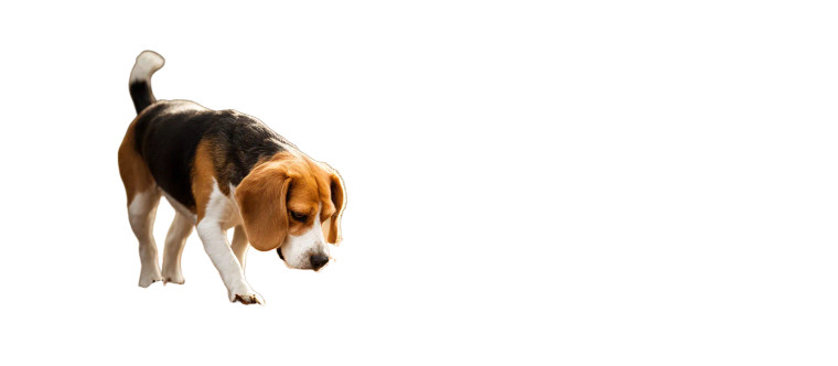 Sniffing Beagle Vinyl Car Decal Sticker – Waterproof & UV-Resistant 2.