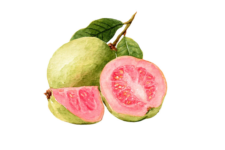 Guava Fruit Poster Vinyl Car Decal Sticker – Waterproof & UV-Resistant 2.986666666666667"