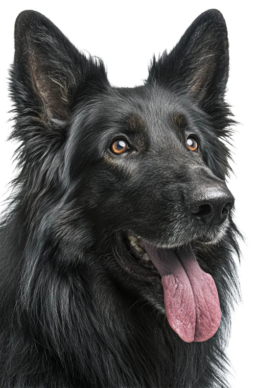 East German Shepherd Vinyl Car Decal Sticker – Waterproof & UV-Resistant 4.4