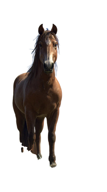 Horse With Buddha Vinyl Car Decal Sticker – Waterproof & UV-Resistant 4.8533333333333335"