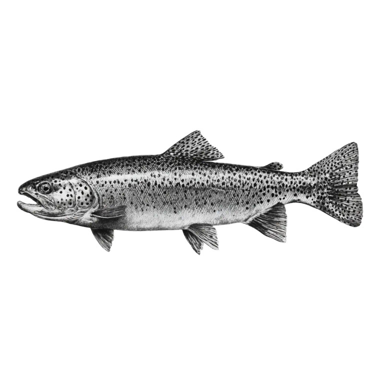 Rainbow Trout Photo Vinyl Car Decal Sticker – Waterproof & UV-Resistant 3.4133333333333336"