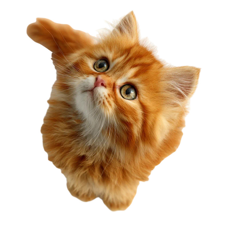 Ginger Persian Kitten Vinyl Car Decal Sticker – Waterproof & UV-Resistant 3.4133333333333336"