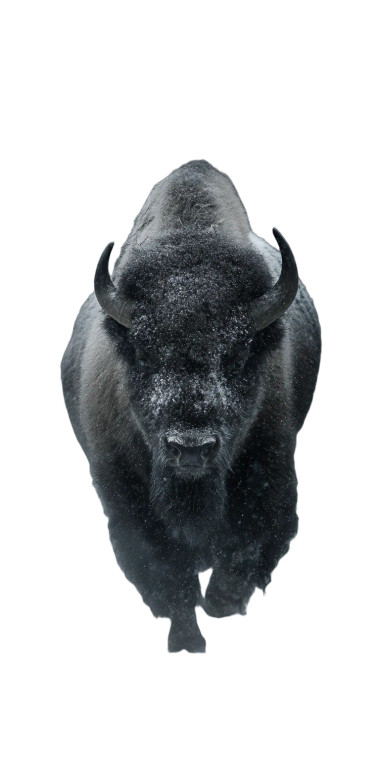 Storm-Charging Bison Vinyl Car Decal Sticker – Waterproof & UV-Resistant 5.12"