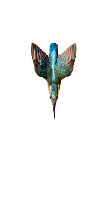 Diving Kingfisher V3 Vinyl Car Decal Sticker – Waterproof & UV-Resistant 4.8533333333333335"
