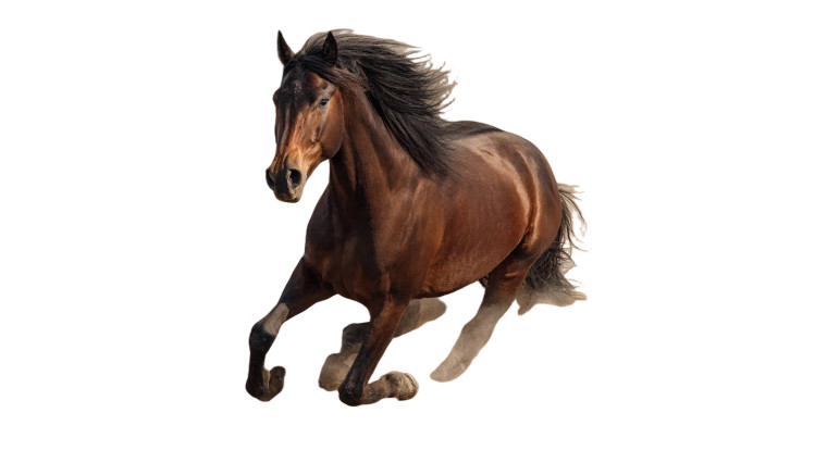 Elegant Running Horses Vinyl Car Decal Sticker – Waterproof & UV-Resistant 5.4