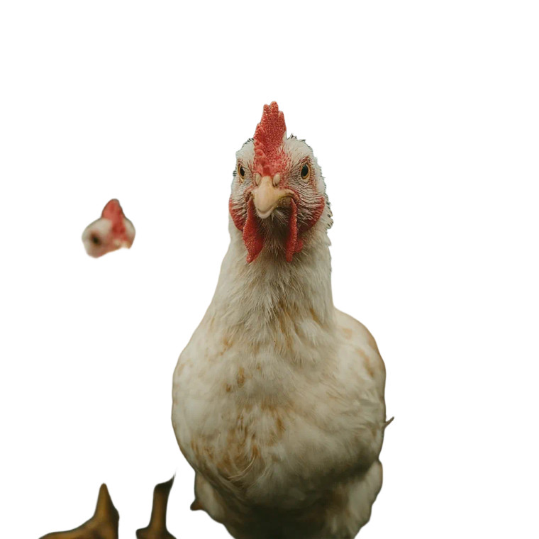 Protesting Chickens Vinyl Car Decal Sticker – Waterproof & UV-Resistant 3.4133333333333336"