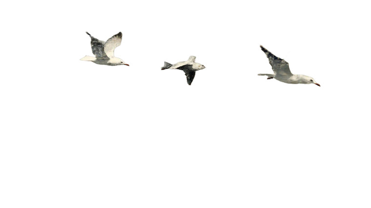 Seagulls V2 Vinyl Car Decal Sticker – Waterproof & UV-Resistant 5.4