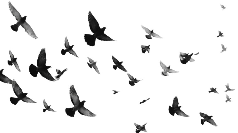 Silhouette Birds Flying Vinyl Car Decal Sticker – Waterproof & UV-Resistant 2.72"