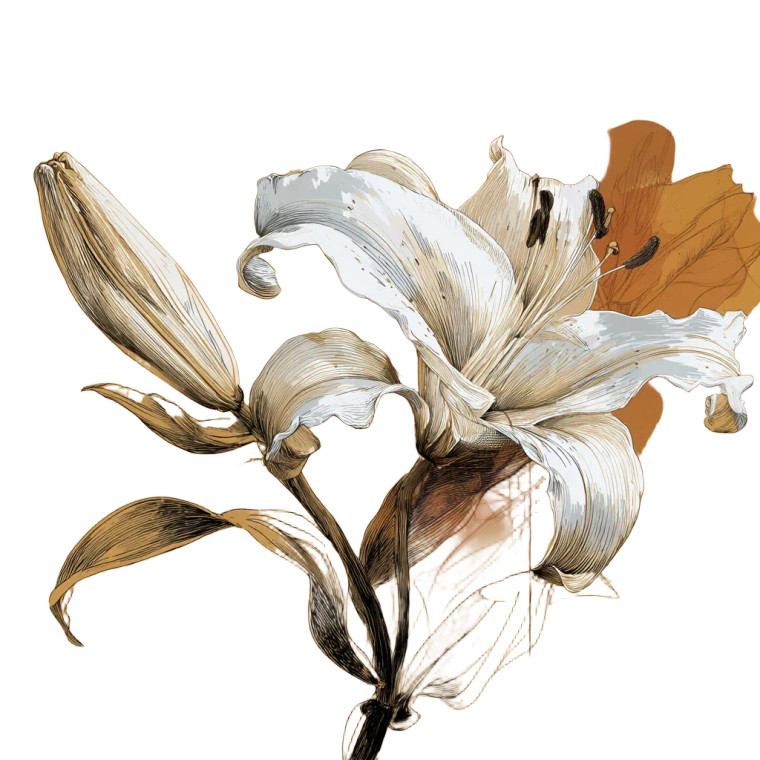 Elegant Lily Sketch Vinyl Car Decal Sticker – Waterproof & UV-Resistant 6.826666666666667"