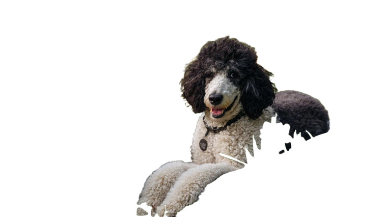 Giant Smiling Poodle Vinyl Car Decal Sticker – Waterproof & UV-Resistant 2.72"