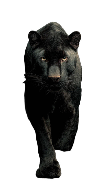 Black Panther Silhouette V3 Vinyl Car Decal Sticker – Waterproof & UV-Resistant 9.706666666666667"