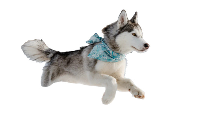 Husky In Snow V2 Vinyl Car Decal Sticker – Waterproof & UV-Resistant 2.72"