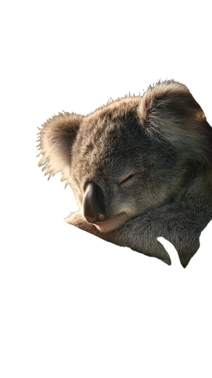 Sleeping Koala Vinyl Car Decal Sticker – Waterproof & UV-Resistant 4.8533333333333335"