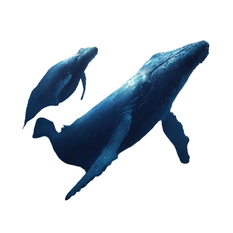 Whales Vinyl Car Decal Sticker – Waterproof & UV-Resistant 3.4133333333333336"