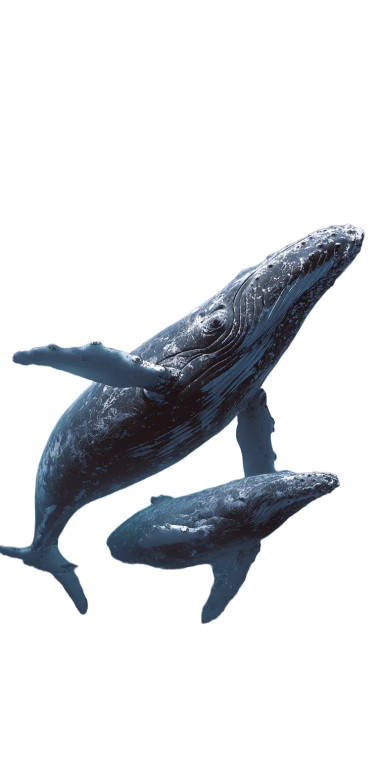 Space Whales Vinyl Car Decal Sticker – Waterproof & UV-Resistant 5.12"