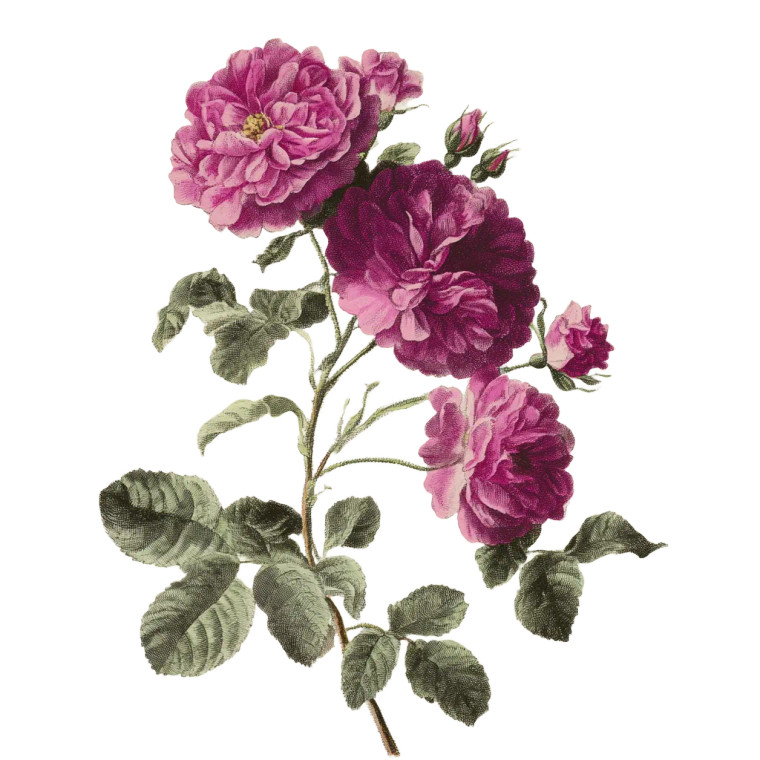 Magenta Damask Roses Vinyl Car Decal Sticker – Waterproof & UV-Resistant 3.4133333333333336"