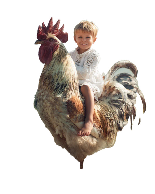 Boy On Rooster Vinyl Car Decal Sticker – Waterproof & UV-Resistant 8.0"