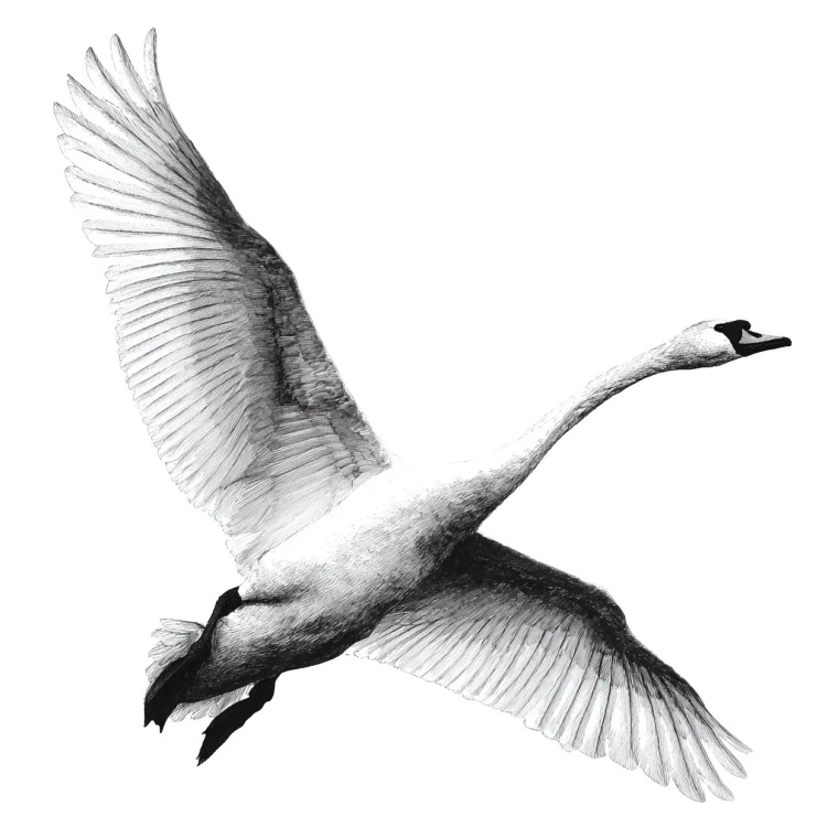 Elegant Flying Swan Vinyl Car Decal Sticker – Waterproof & UV-Resistant 3.4133333333333336"