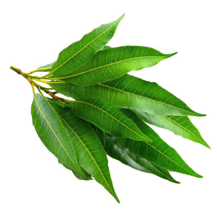 Mango Leaves Vinyl Car Decal Sticker – Waterproof & UV-Resistant 3.4133333333333336"