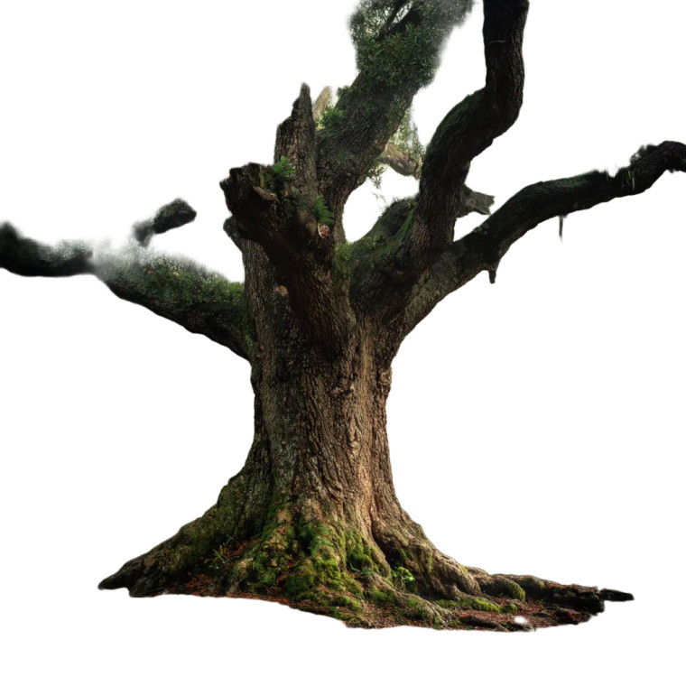 Majestic Oak Tree V9 Vinyl Car Decal Sticker – Waterproof & UV-Resistant 3.4133333333333336"