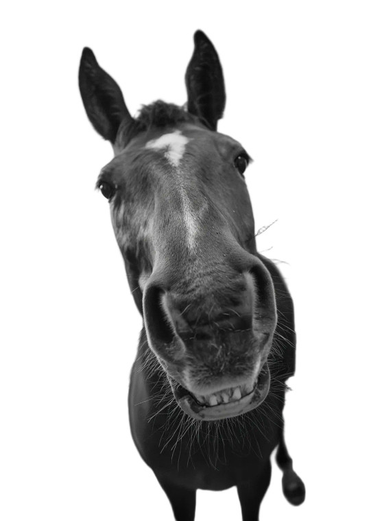 Smiling Horse Vinyl Car Decal Sticker – Waterproof & UV-Resistant 4.373333333333333"