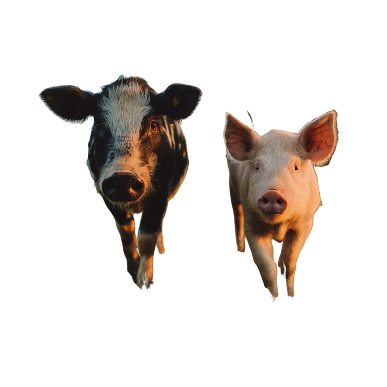 Farm Animals Serenity Vinyl Car Decal Sticker – Waterproof & UV-Resistant 6.826666666666667"
