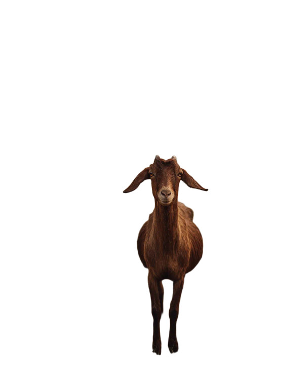 Brown Billy Goat Vinyl Car Decal Sticker – Waterproof & UV-Resistant 8.0"