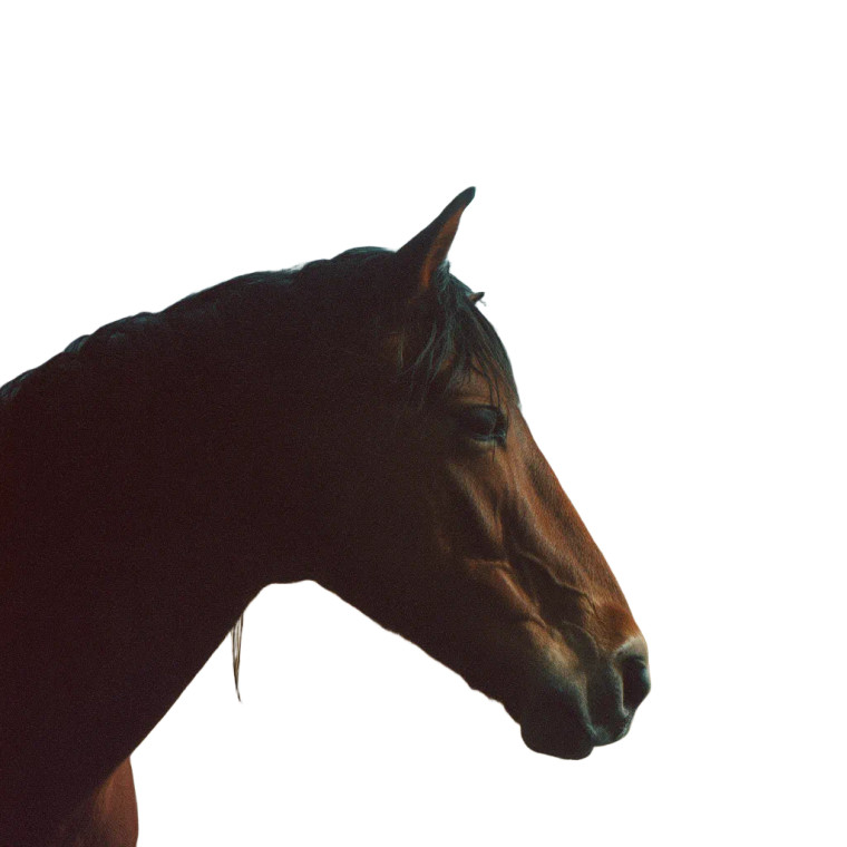 Cinematic Horse Head Vinyl Car Decal Sticker – Waterproof & UV-Resistant 3.4133333333333336"