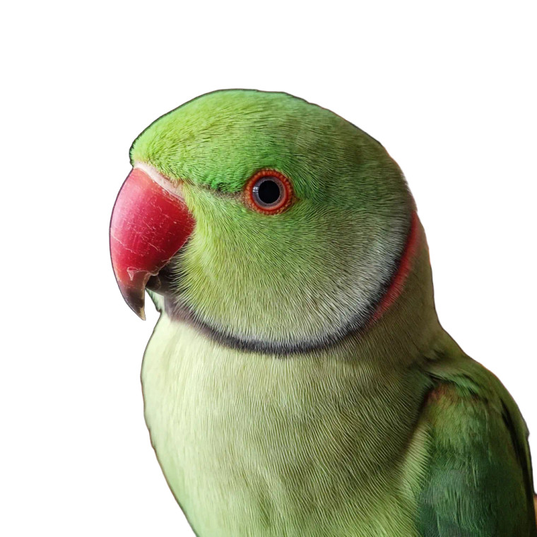 Green Ringneck Parrot Vinyl Car Decal Sticker – Waterproof & UV-Resistant 3.4133333333333336"