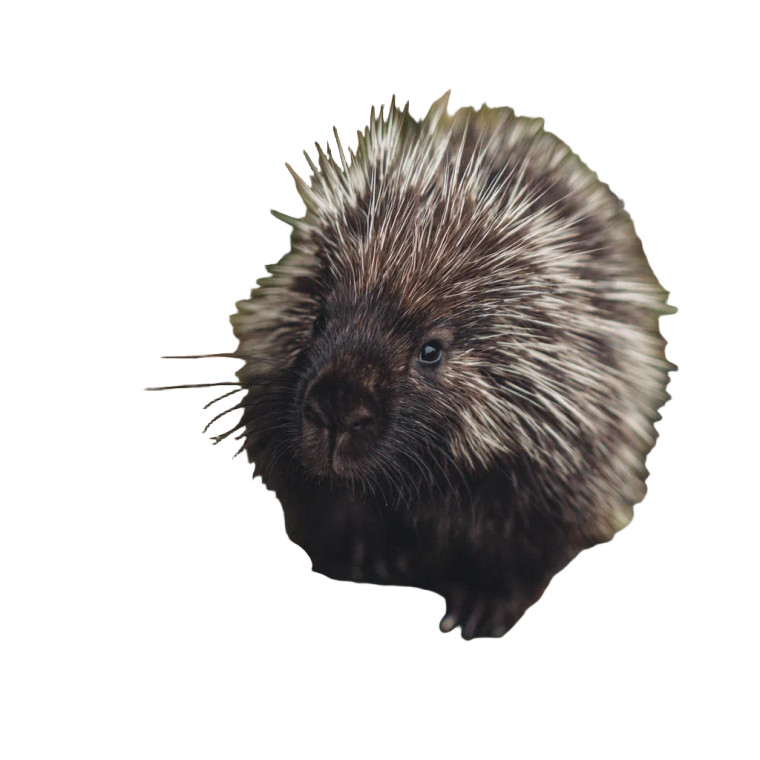 Petting A Porcupine Vinyl Car Decal Sticker – Waterproof & UV-Resistant 3.4133333333333336"