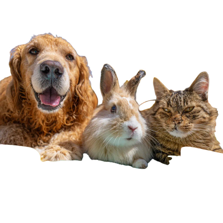 Pets By Pool Vinyl Car Decal Sticker – Waterproof & UV-Resistant 6.826666666666667"