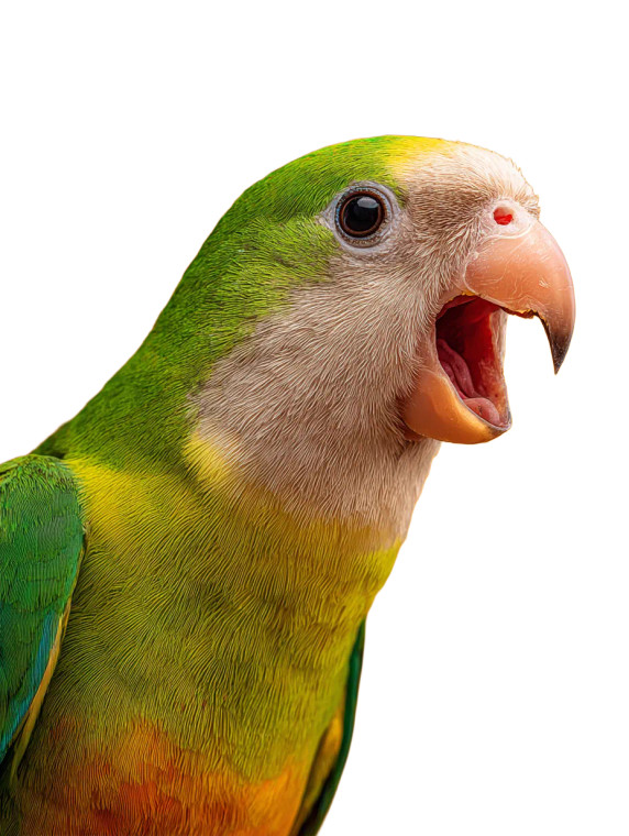 Young Monk Parrot Vinyl Car Decal Sticker – Waterproof & UV-Resistant 4.1066666666666665"