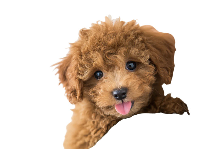 Poodle Puppy Portrait Vinyl Car Decal Sticker – Waterproof & UV-Resistant 2.986666666666667"