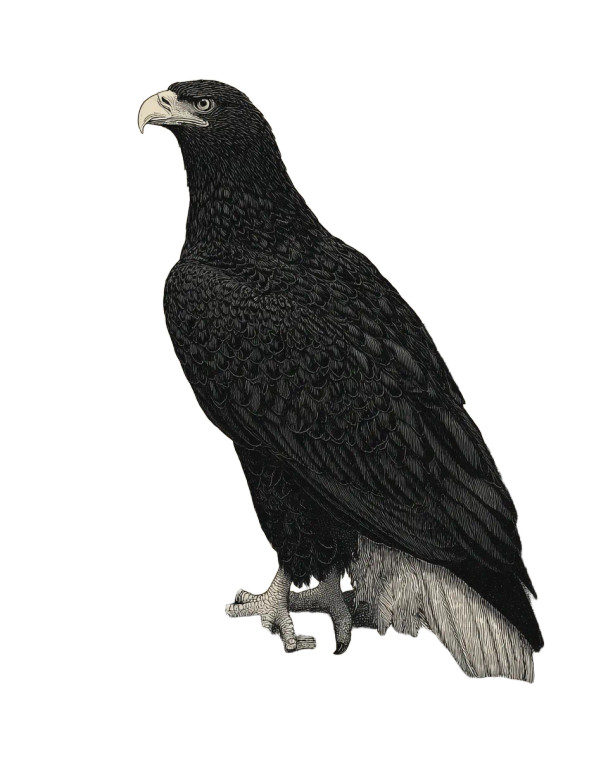 Beardsley'S Bald Eagle Vinyl Car Decal Sticker – Waterproof & UV-Resistant 4.0"