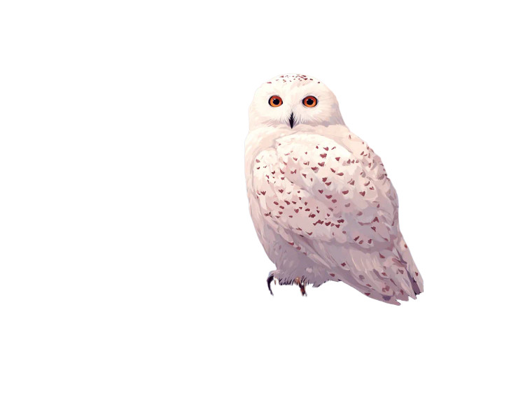Cherry Blossom Owl Vinyl Car Decal Sticker – Waterproof & UV-Resistant 6.1866666666666665"