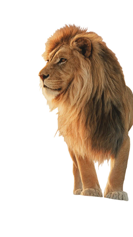 Beautiful Desert Lion Vinyl Car Decal Sticker – Waterproof & UV-Resistant 4.8533333333333335"