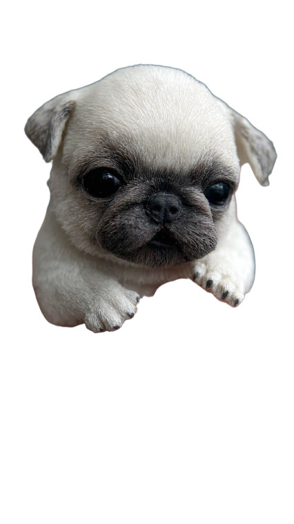 Tiny Baby Pug V2 Vinyl Car Decal Sticker – Waterproof & UV-Resistant 4.8533333333333335"